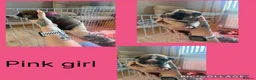 Mixed Breed dogs for sale: American bulldog puppies  - Advert 9