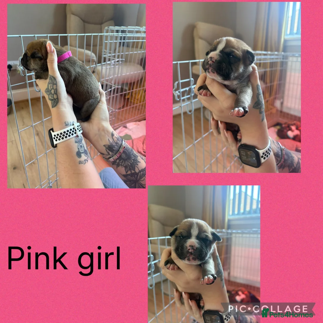 Mixed Breed dogs for sale: American bulldog puppies  - Advert 9