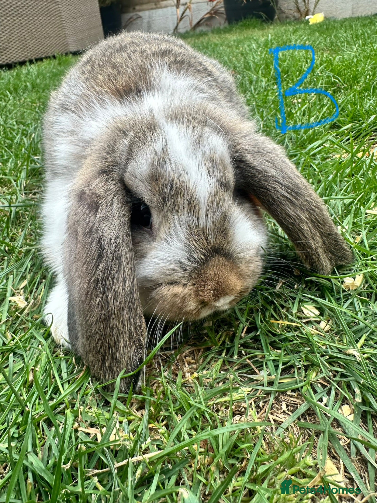 Mini Lop rabbits Mini Lop Rabbits For Sale  - Advert 2