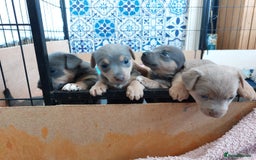 Jack Russell dogs for sale: Lilac/Blue Jack Russell puppies  in Hornchurch - Image 32