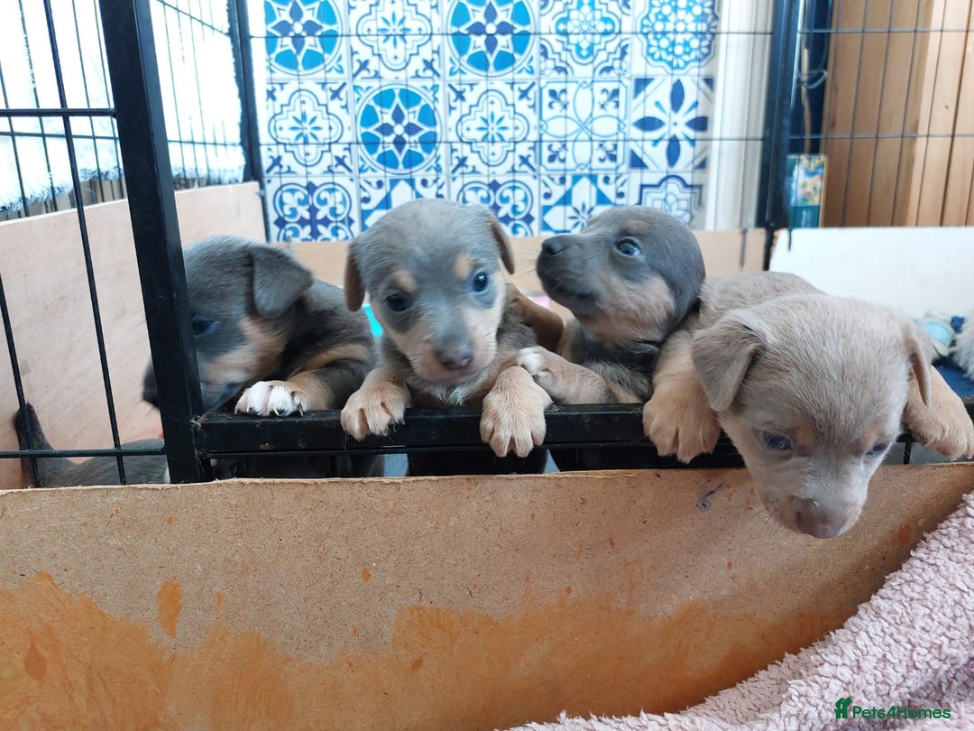 Jack Russell dogs for sale: Lilac/Blue Jack Russell puppies  in Hornchurch - Image 32
