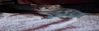 Mixed Breed Kitten 2