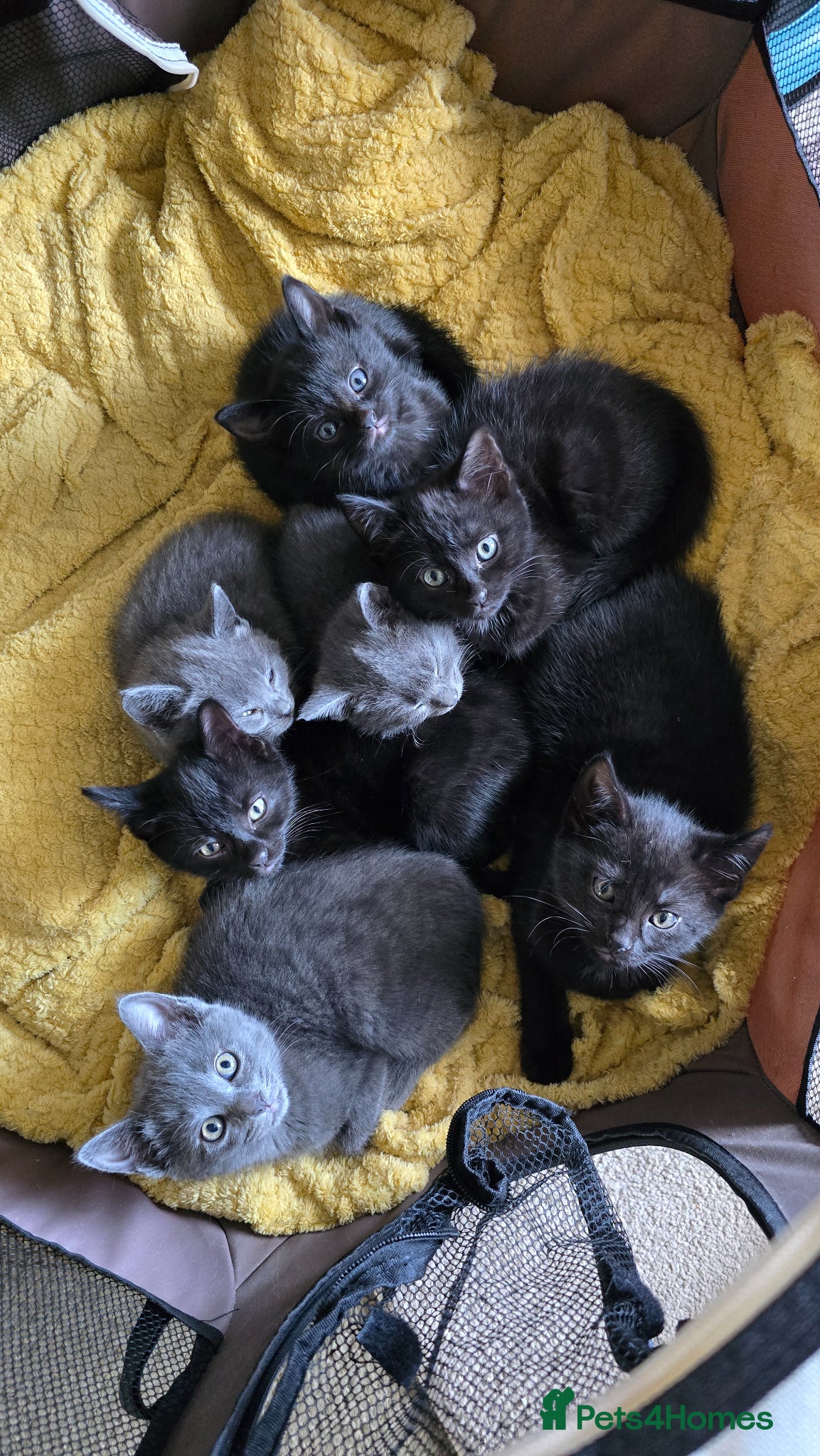Mixed Breed cats Gorgeous kittens ready now. - Advert 1