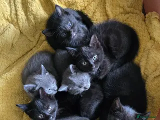 Mixed Breed cats Gorgeous kittens ready now. - Advert 1
