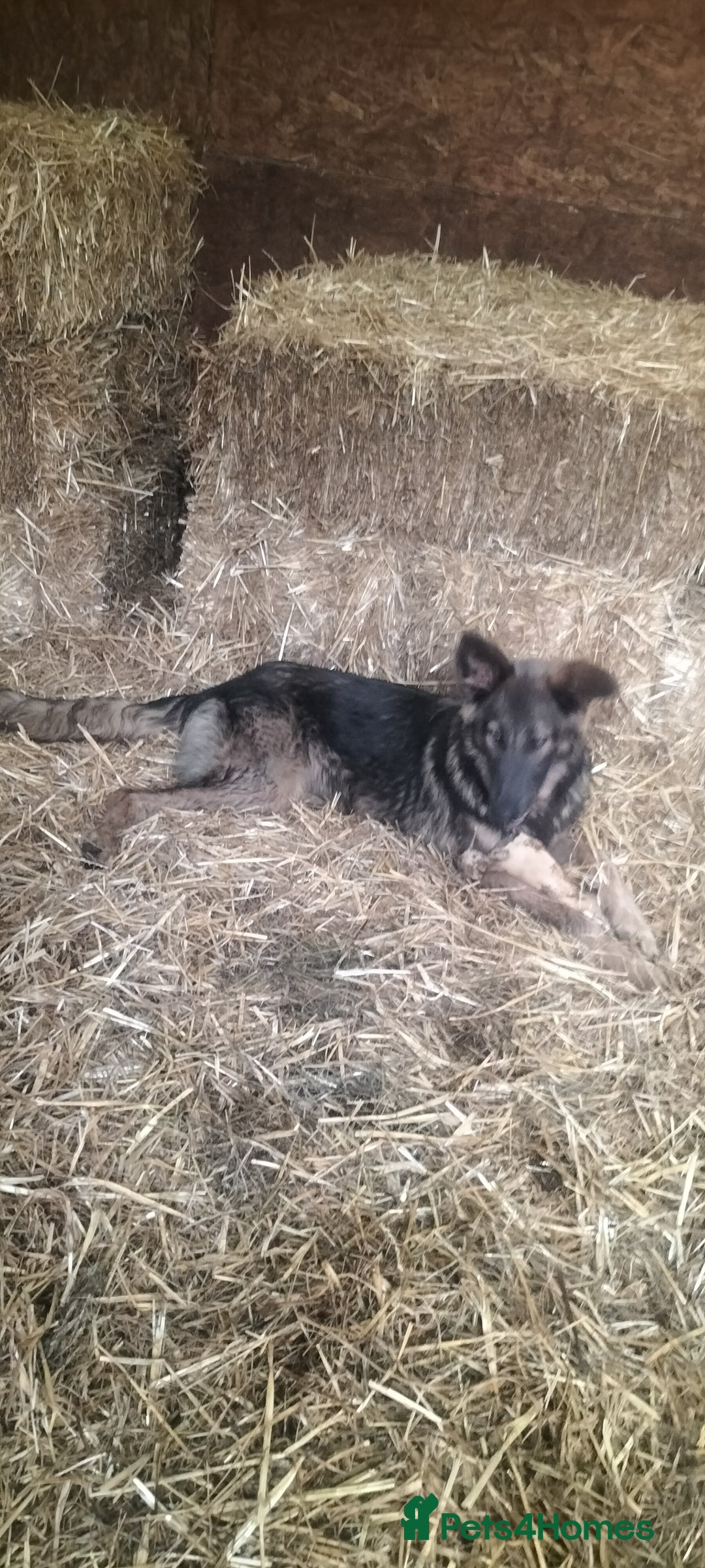 German Shepherd dogs for sale: German Shepherd girl  - Image 3