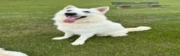 White Swiss Shepherd dogs for sale: Stunning white Swiss Sheperd pups  - Advert 2