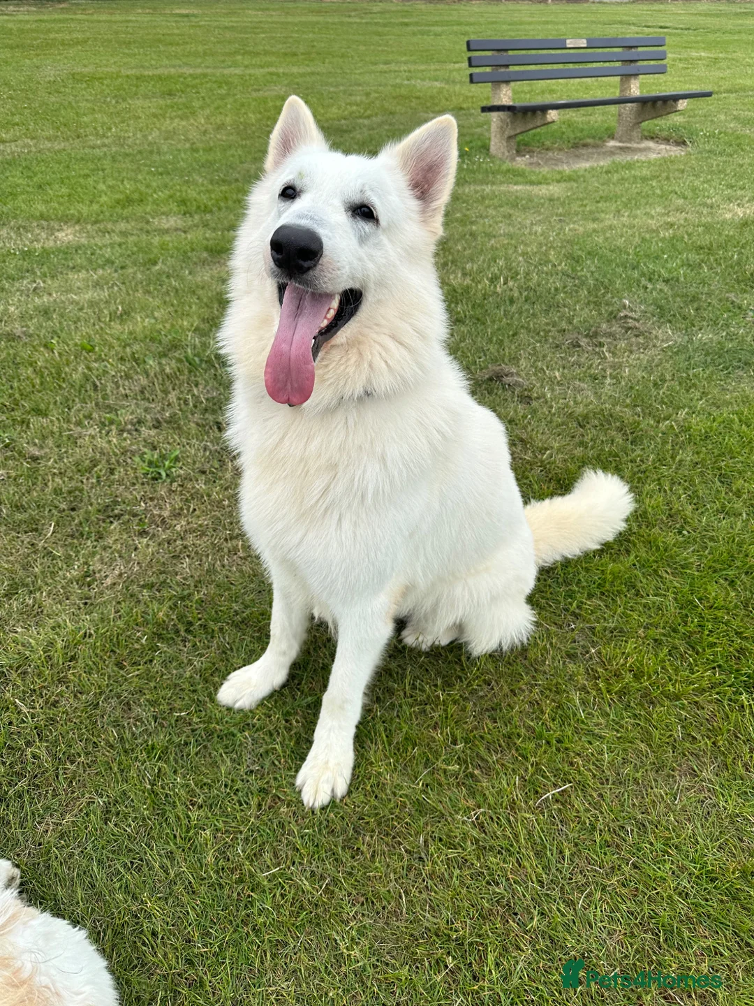 White Swiss Shepherd dogs for sale: Stunning white Swiss Sheperd pups  - Advert 2