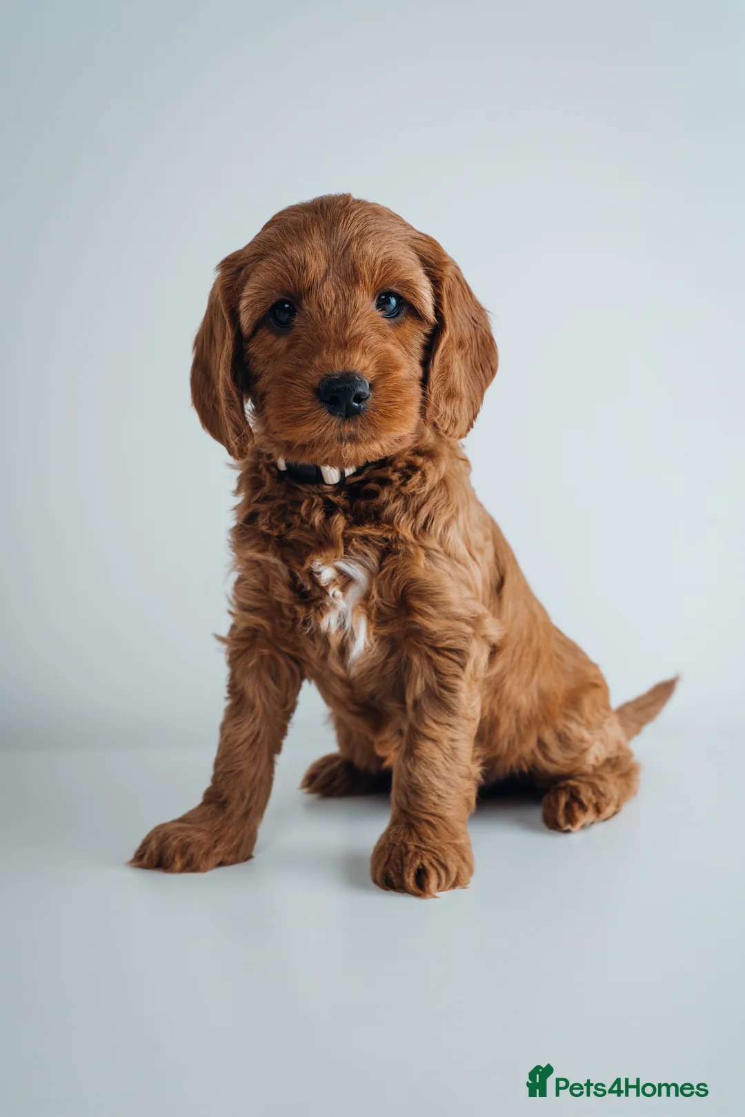 Labradoodle dogs for sale: LAST FEW PUPS - F2B Labradoodle Puppies - Advert 22