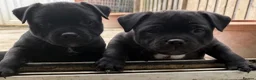 Staffordshire Bull Terrier dogs for sale: Repeat mating of an amazing litter  - Advert 3