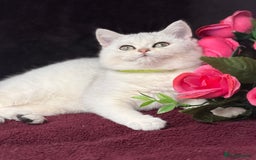 British Shorthair cats for sale: British shorthair kittens golden silver TICA - Image 5