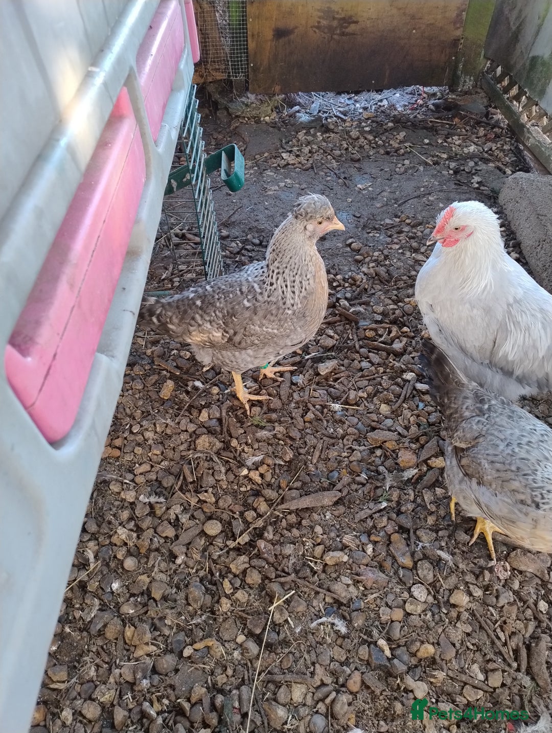 Chickens poultry for sale: Cream Legbar Hens Pol will Lay Blue Eggs - Advert 4