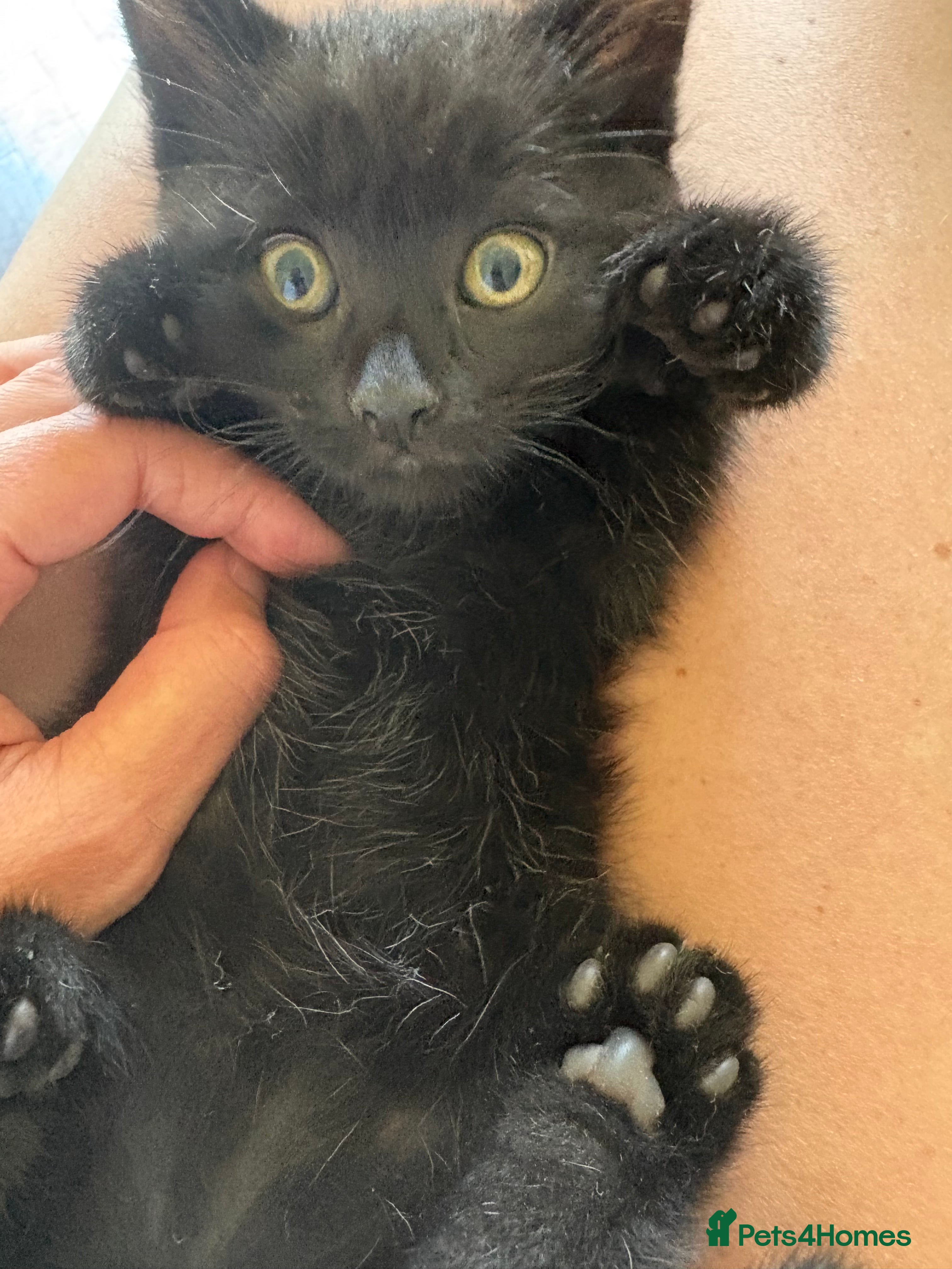 Ragdoll cats Vet-checked gorgeous black kittens ragdoll mix - Advert 2