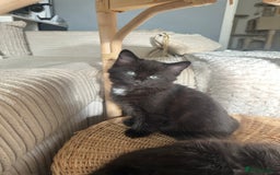 Turkish Angora cats for sale: 2 Beautiful Turkish Angora X Persian Kittens - Image 1