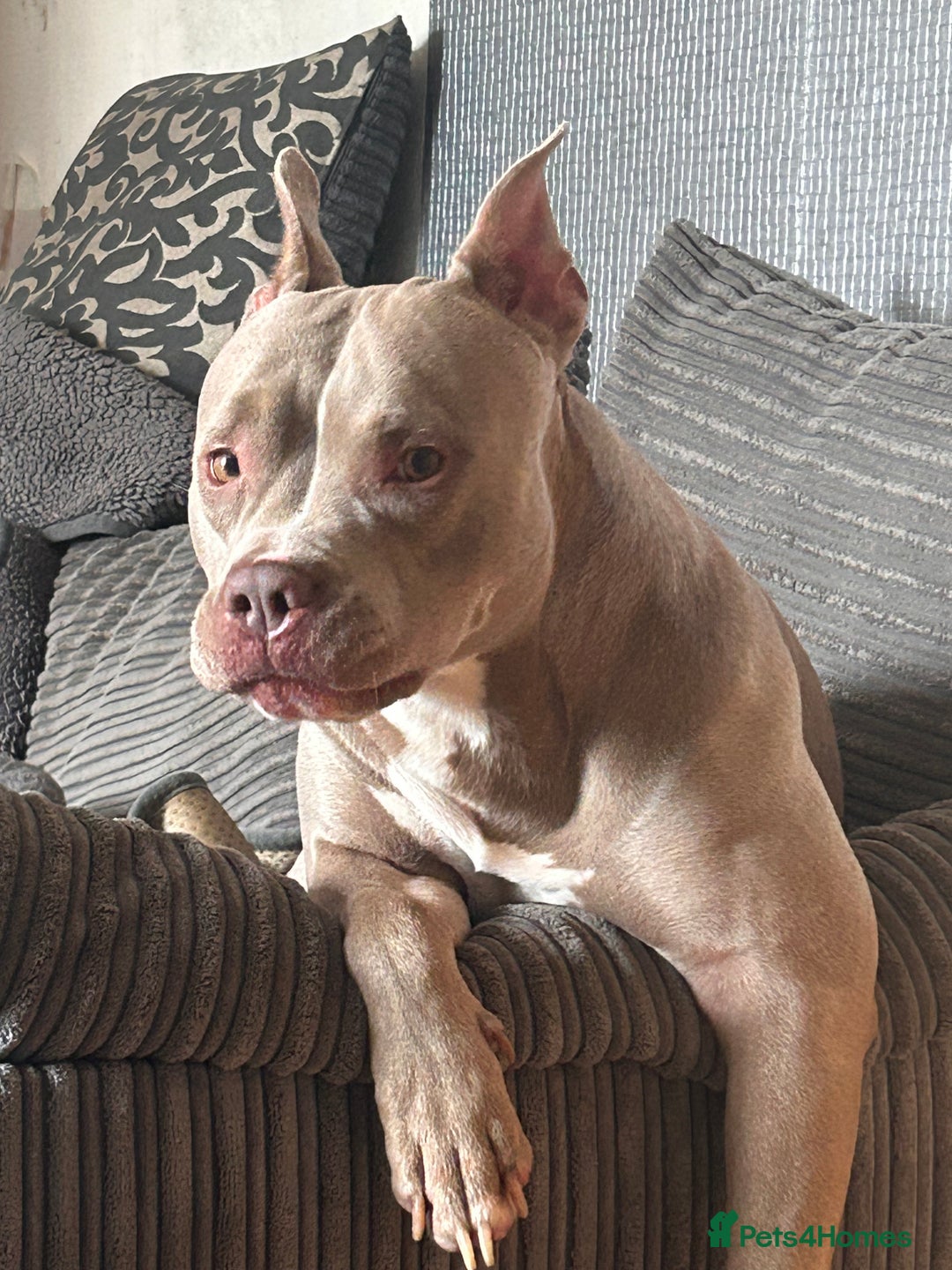 Mixed Breed dogs for sale: Help wanted  - Image 4