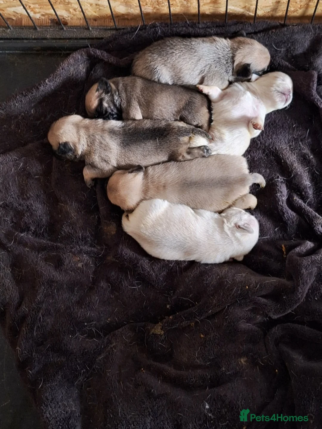 Pug dogs for sale: 5 pug pups for sale - Advert 2