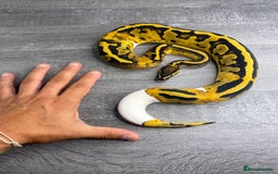 Python Snake reptiles for sale: 0.1 YB Pied 100% Het Hypo & 1.0 Pied Het Hypo - Image 4