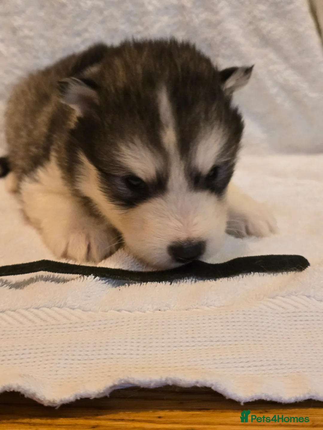 Alaskan Malamute dogs for sale: Pure Alaskan Malamute - Advert 7