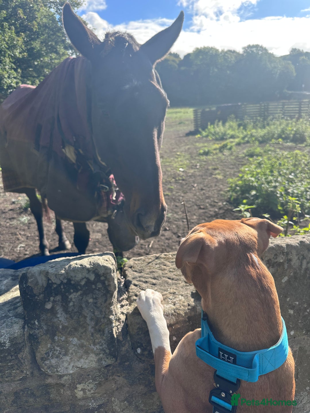 Mixed Breed dogs for sale: Staffy mix bull - Image 5