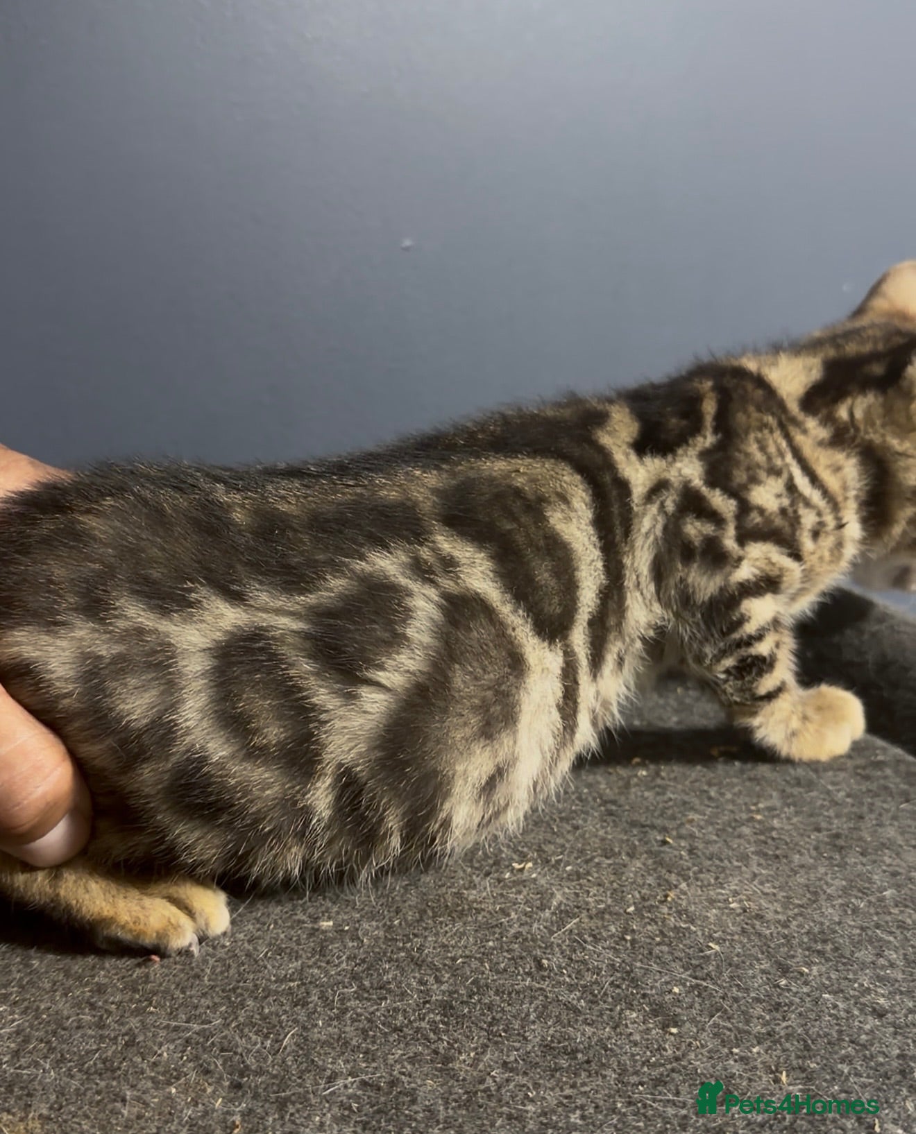 Bengal cats Bengal kittens  - Advert 15