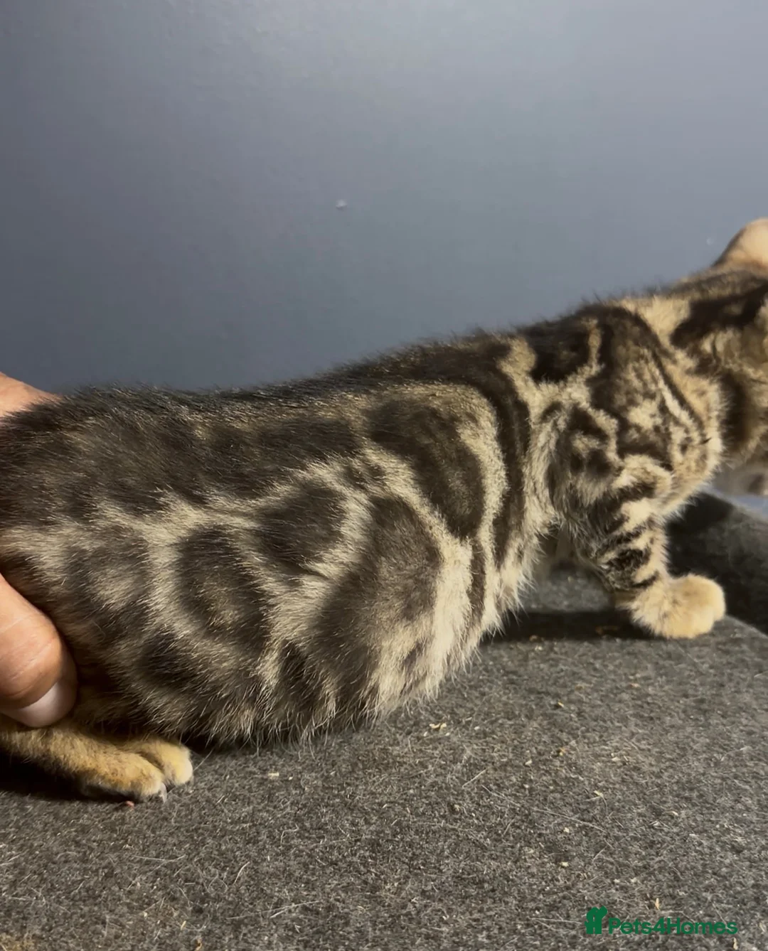 Bengal cats for sale: Bengal kittens  - Advert 1