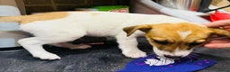 Jack Russell dogs for sale: Baby Jack Russell pups adorable  - Advert 7
