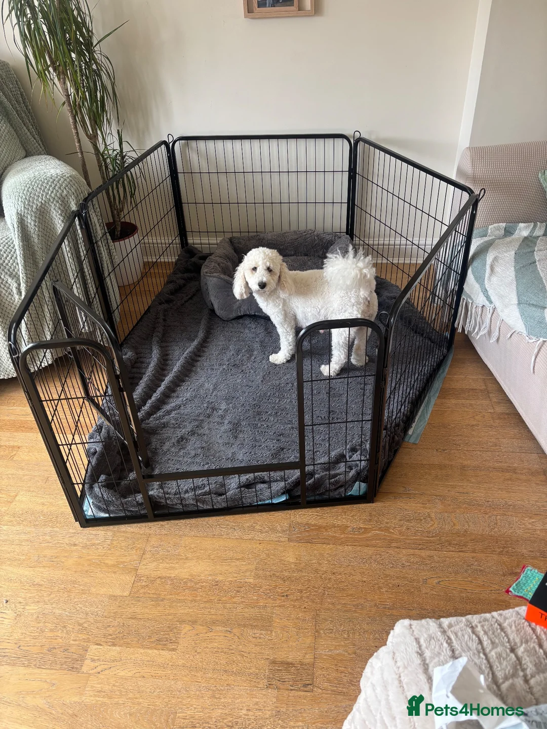 Mixed Breed dogs for sale: Mixed breed cockapoo King Charles spaniel puppies  - Advert 3