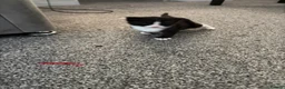 Domestic Shorthair cats for sale: White black cat  - Advert 7