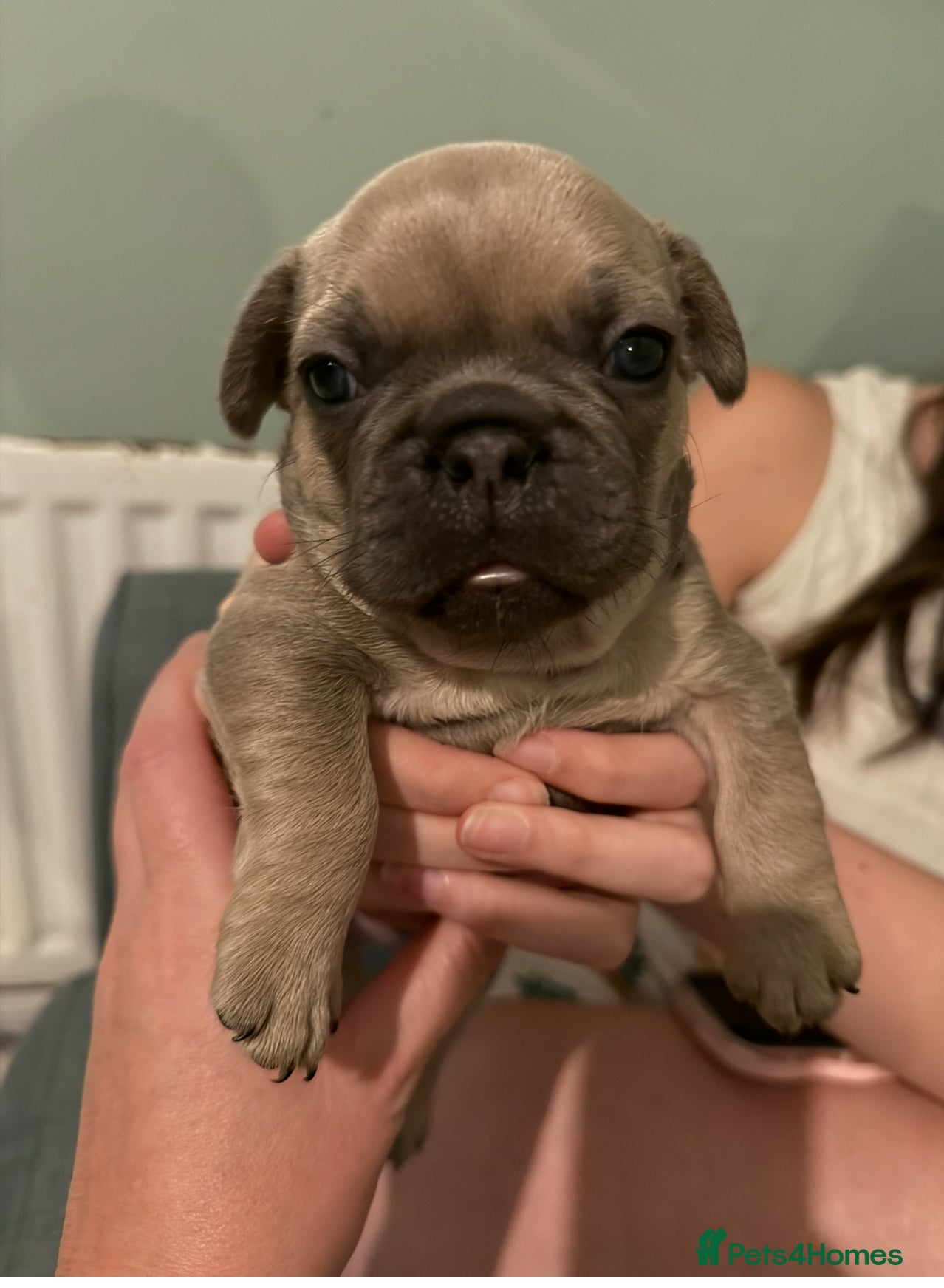 French Bulldog dogs French Bulldog Puppies - Advert 8