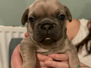 French Bulldog dogs French Bulldog Puppies - Advert 8