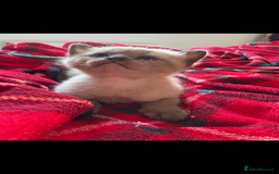 Burmese cats for sale: Burmese X Sisters  - Image 10