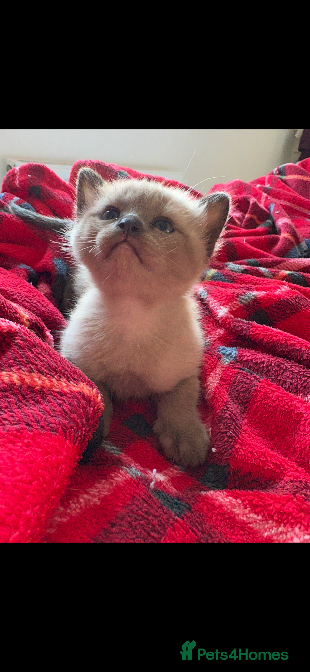 Burmese cats for sale: Burmese X Sisters  - Image 10