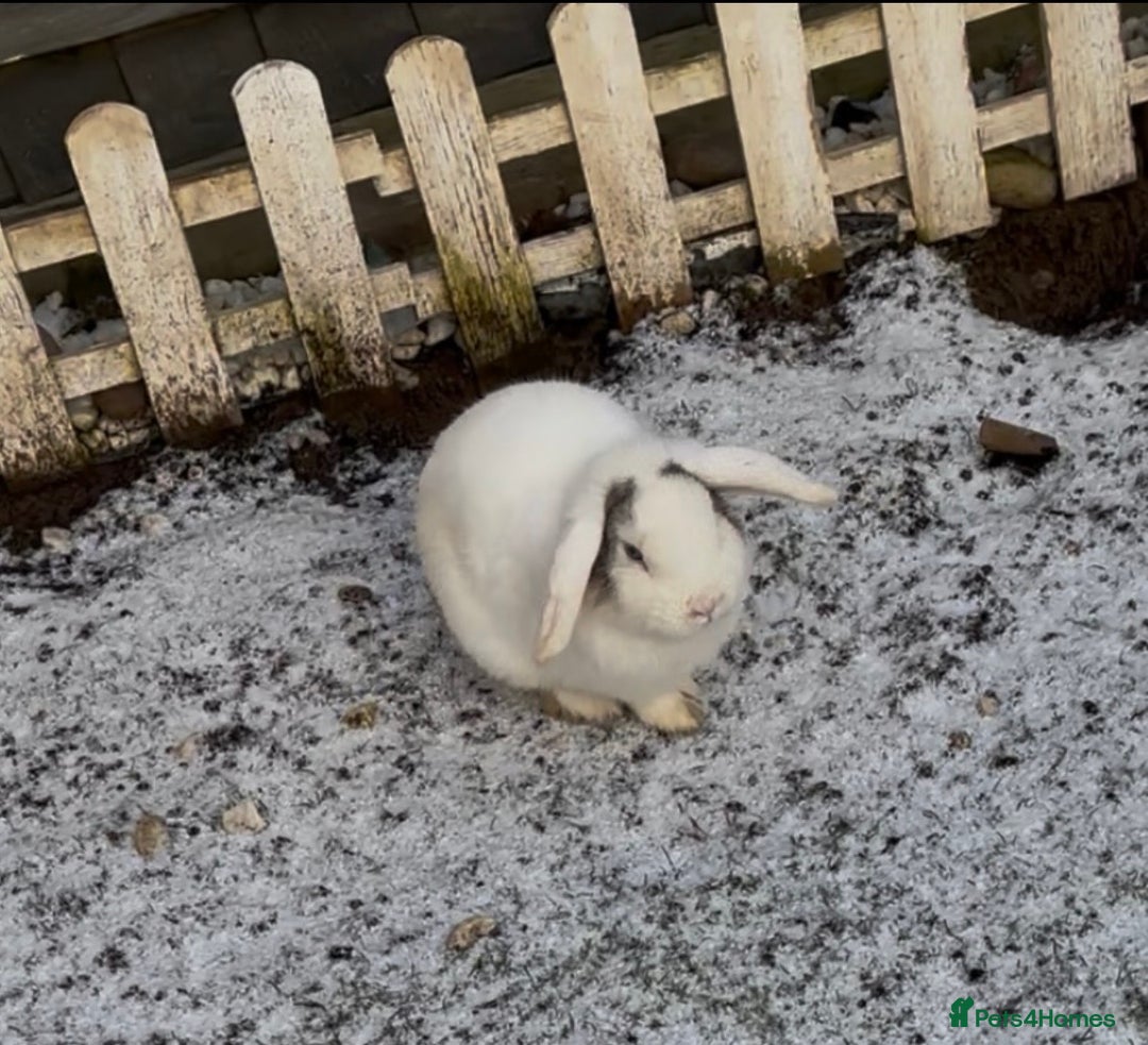 Mini Lop rabbits for sale: mini lops bucks and babies  - Advert 5