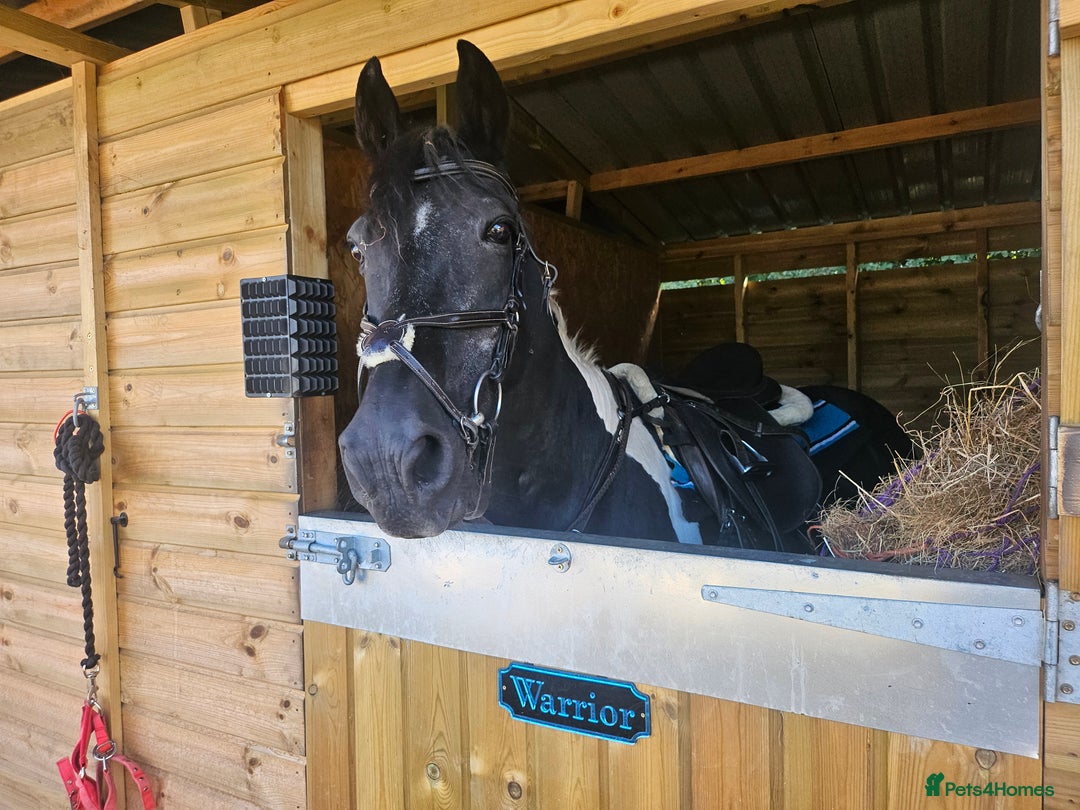 Other Breed horses for sale: Warrior  - Advert 1