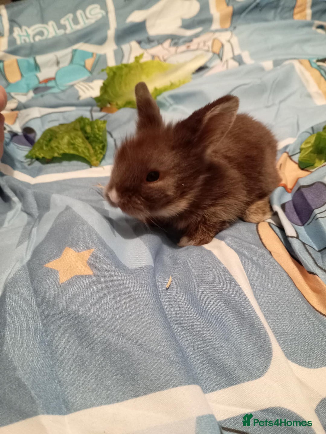 Lionhead rabbits for sale: Pedigree Lionhead Baby rabbits - Advert 12