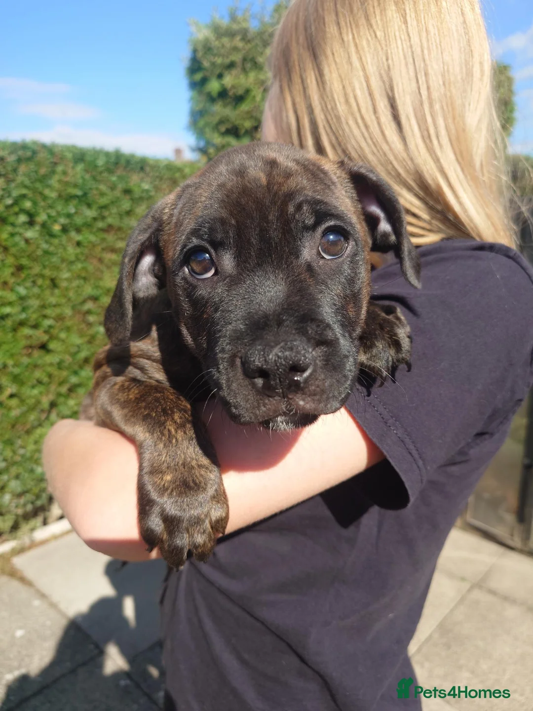 Staffordshire Bull Terrier dogs for sale: Stunning brindle Staffordshire Bull terrier pups - Advert 2