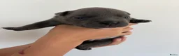 American Bully dogs for sale: 🧬 STUNNING CHUNKY POCKET BULLYS 🏆  - Advert 4