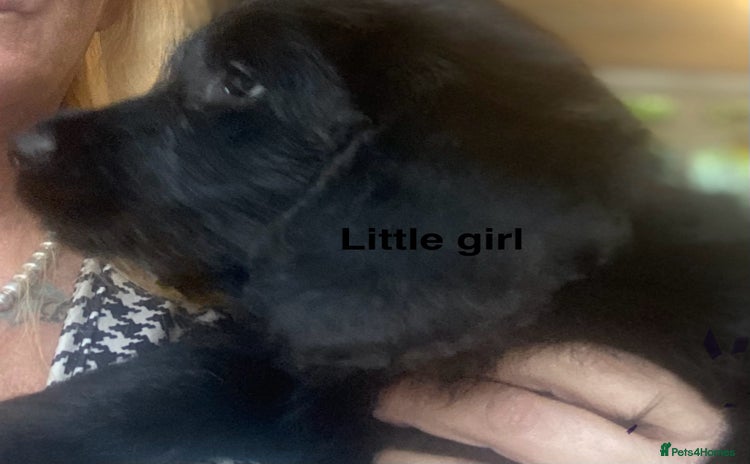 Labradoodle dogs - Advert 3
