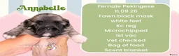 Pekingese dogs for sale: Fawn girl & boy kc reg licensed breeder - Advert 6
