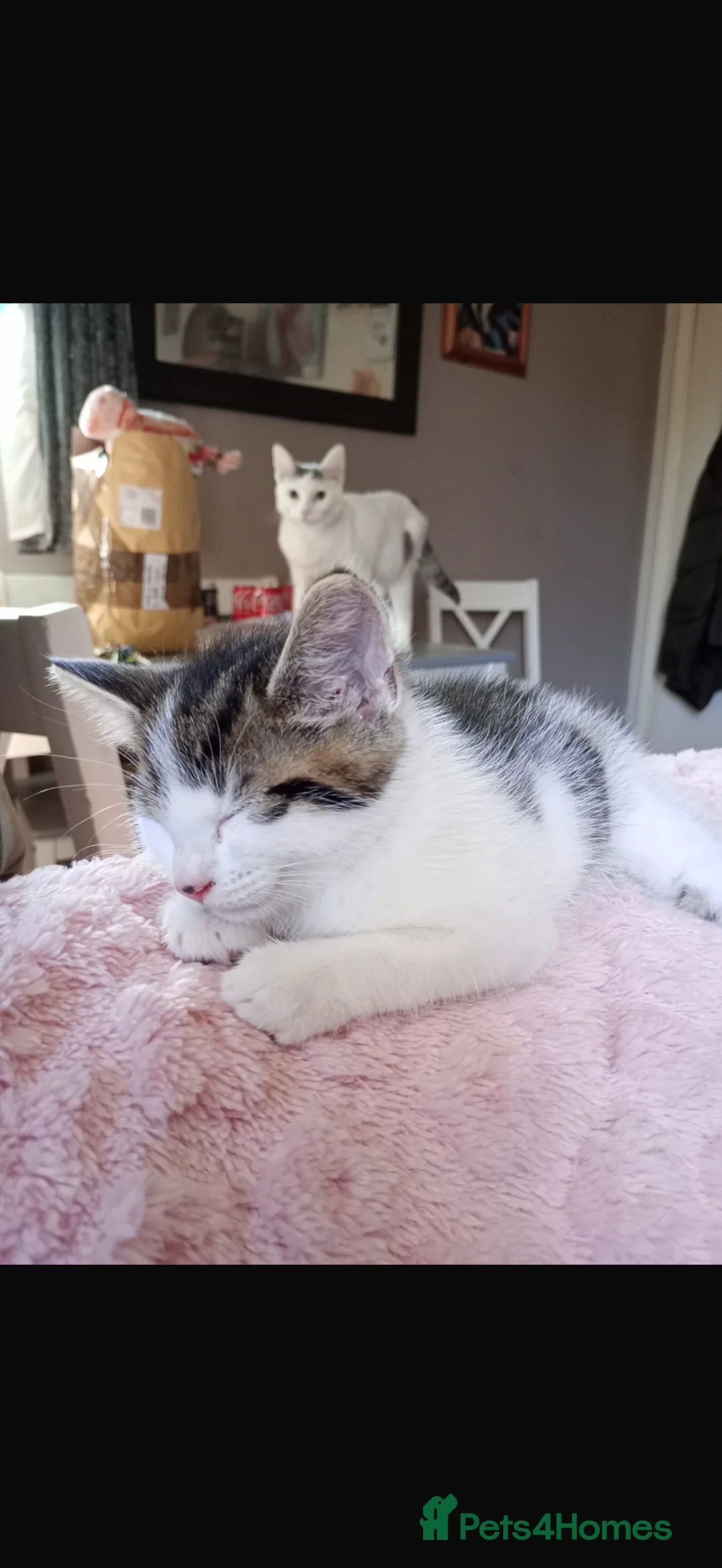 Mixed Breed cats for sale: Last of the litter  - Advert 5