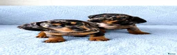 Miniature Dachshund dogs for sale: 5★ LICENSED BREEDER • KC REG BOYS READY NOW  - Advert 5