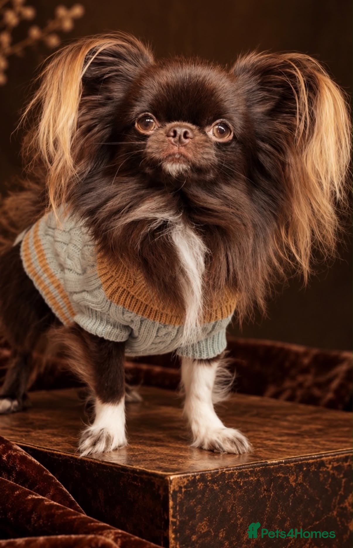 Chihuahua dogs for stud: Chocolate Longcoat chihuahua stud in Sunderland - Advert 22