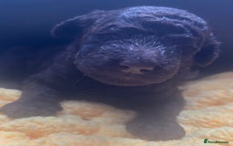 Standard Poodle dogs for sale: Standard poodle puppies - Image 4