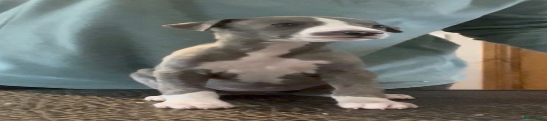 Whippet Puppy 7
