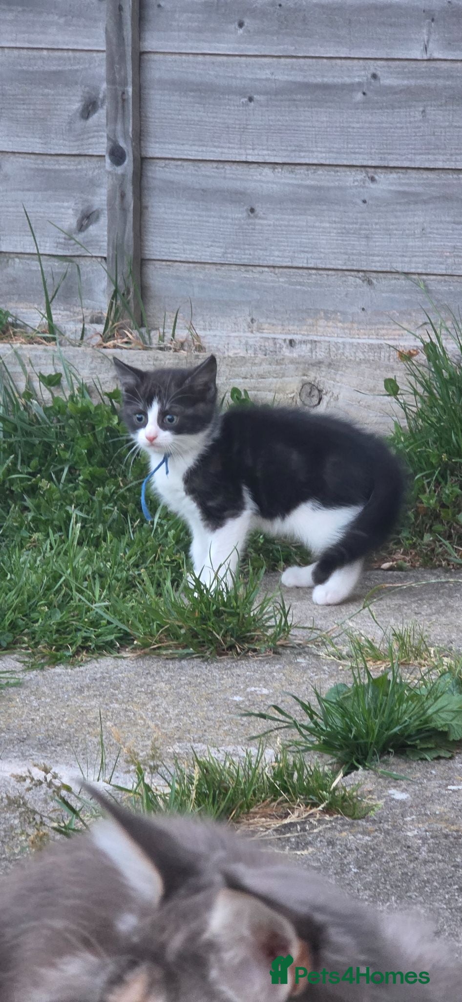 Mixed Breed cats Maincoon x bsh ONLY 3 MALES LEFT!!!! - Advert 16