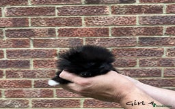 Pomeranian dogs for sale: 🐾Stunning 🐶Extra Small🐻 Teddy Face🔥 - Image 12