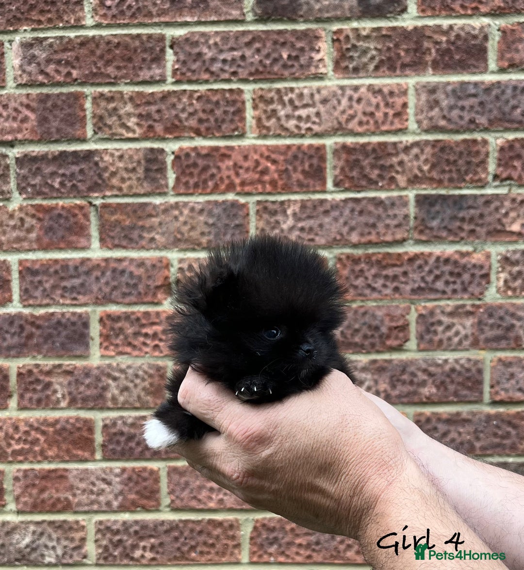 Pomeranian dogs for sale: 🐾Stunning 🐶Extra Small🐻 Teddy Face🔥 - Image 12