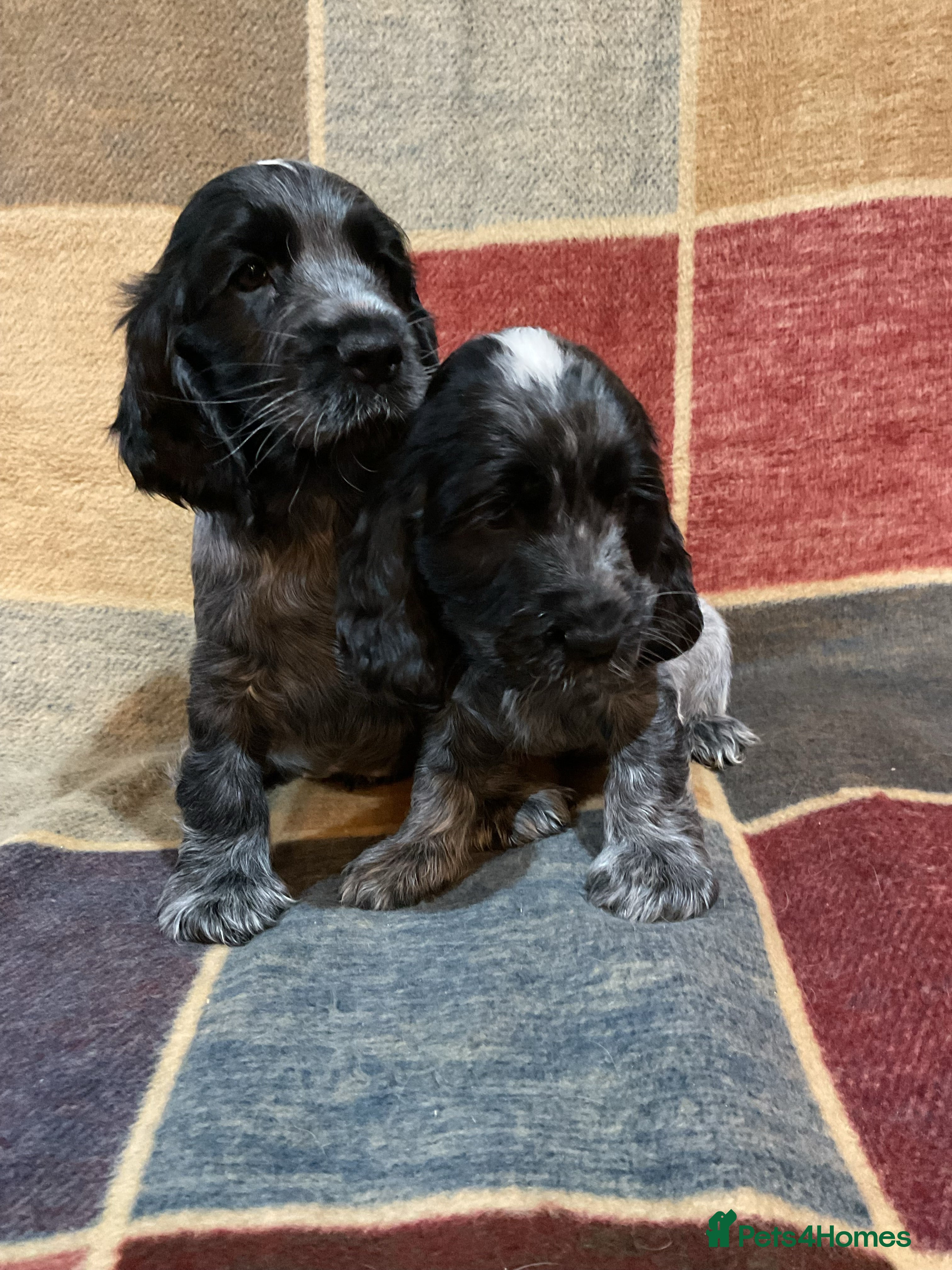 Cocker Spaniel dogs Chunky cocker pups  - Advert 3
