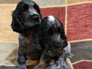 Cocker Spaniel dogs Chunky cocker pups - Advert 2