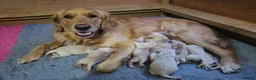 Golden Retriever dogs for sale: 8 KC/health tested gorgeous golden retrievers - Advert 1