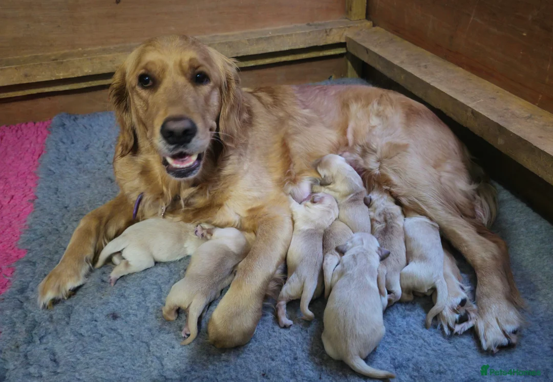 Golden Retriever dogs for sale: 8 KC/health tested gorgeous golden retrievers - Advert 1